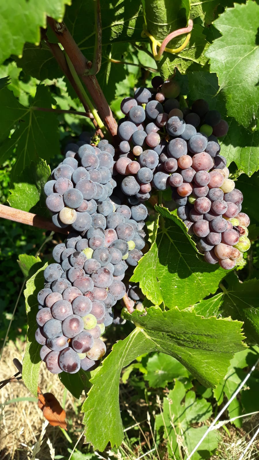 Domaine Viticole